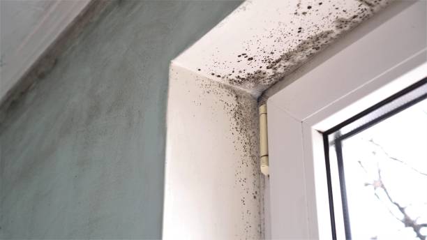 Office Mold Removal Services in West Lafayette, IN