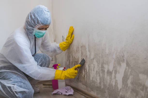 Best Crawl Space Mold Removal  in West Lafayette, IN