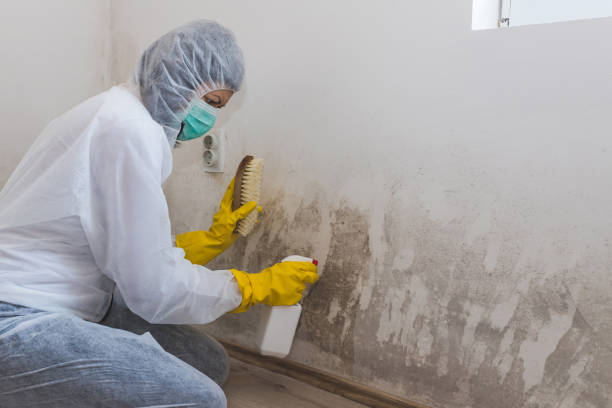 Best Attic Mold Removal  in West Lafayette, IN